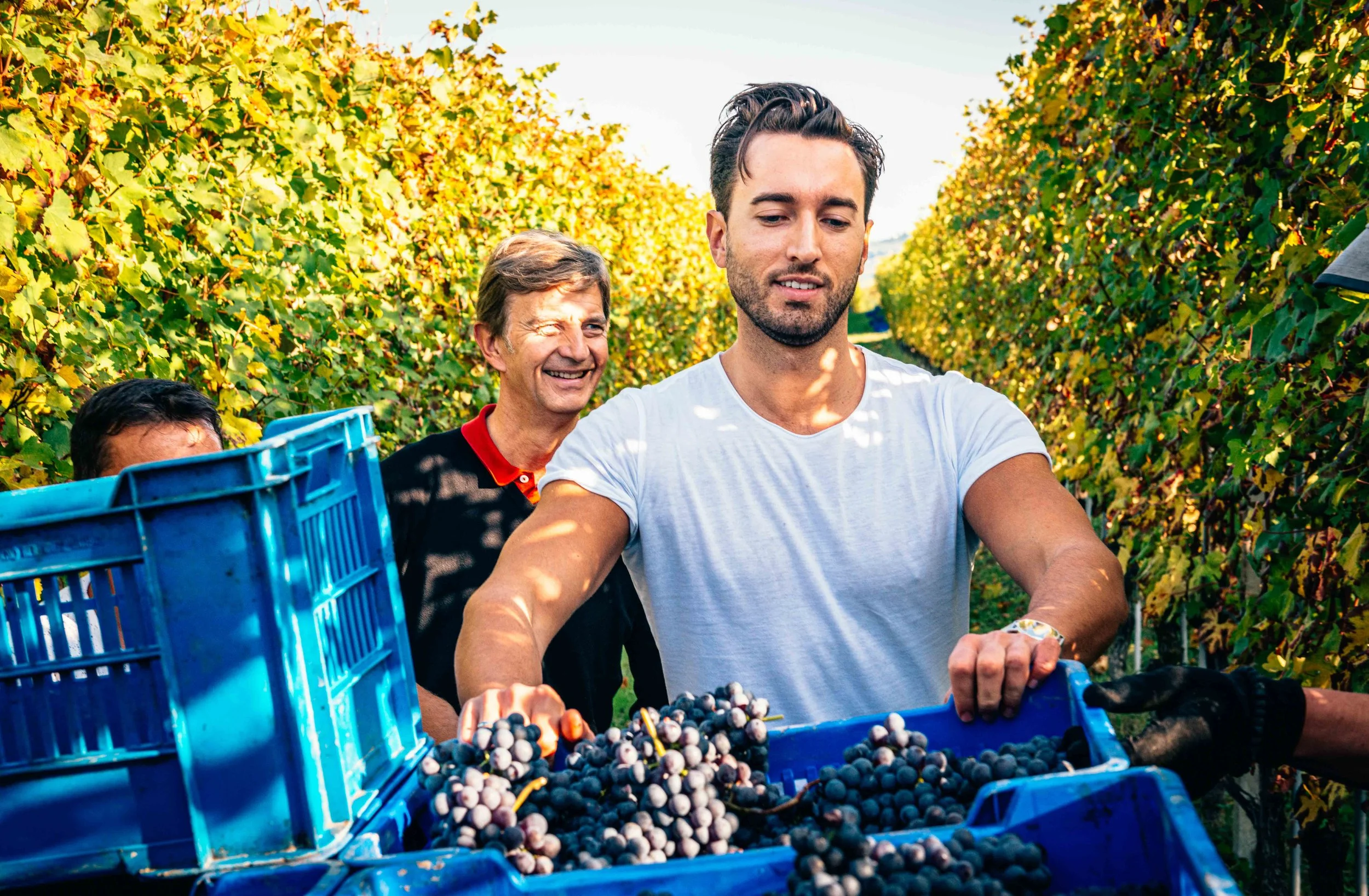 Azelia — Piedmont Wine Imports